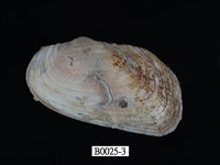 藏品(扭魁蛤)的圖片